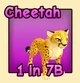 Cheetah — reference image