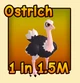 Ostrich — reference image
